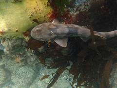 Haploblepharus pictus