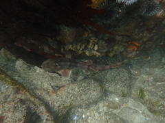 Haploblepharus pictus