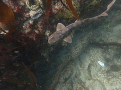 Haploblepharus pictus