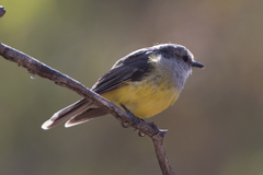 Eopsaltria griseogularis