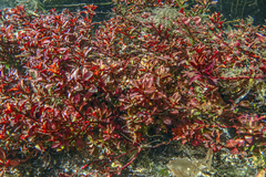 Ludwigia repens
