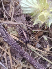 Homolophus