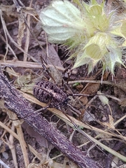 Homolophus