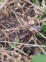 Homolophus