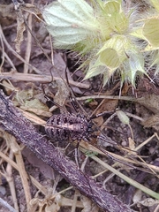 Homolophus