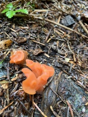Guepinia helvelloides