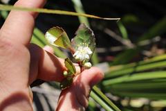 Pseudoscolopia polyantha