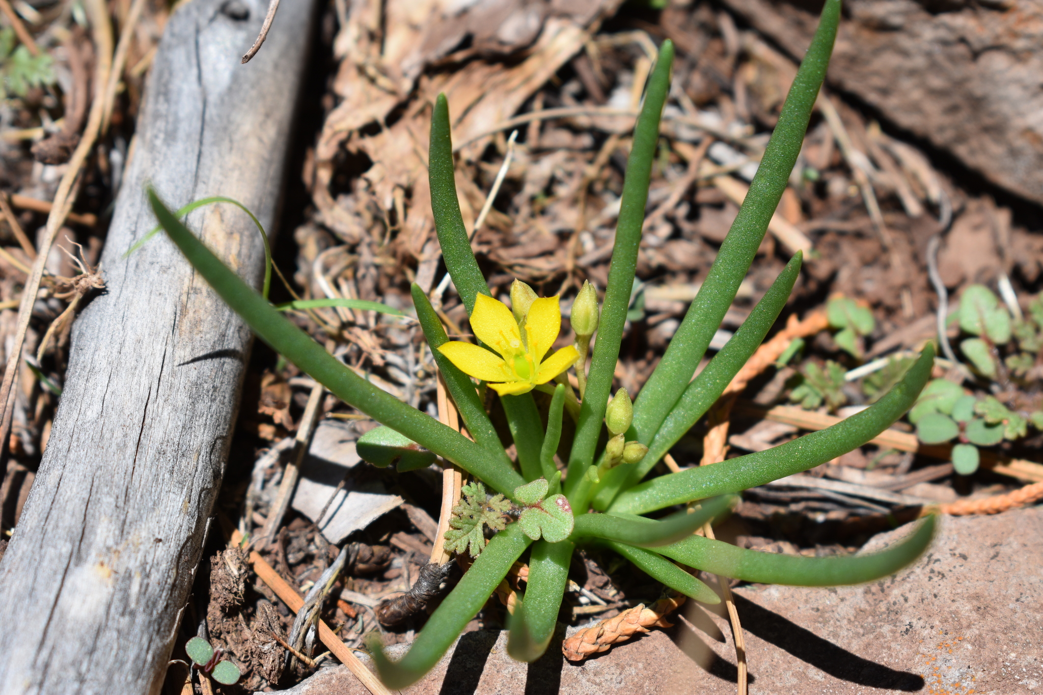Phemeranthus humilis
