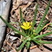 Phemeranthus humilis - Photo (c) Alejandro Sigala Chávez, some rights reserved (CC BY-NC), uploaded by Alejandro Sigala Chávez