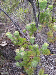 Paranomus abrotanifolius