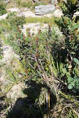 Pseudoscolopia polyantha