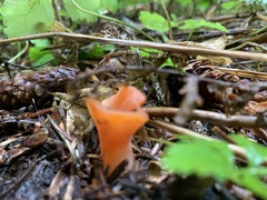 Guepinia helvelloides