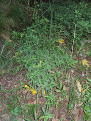 Ruellia dipteracanthus