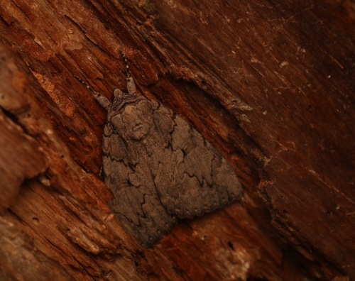 Sweetheart Underwing photo 6