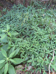 Ruellia dipteracanthus