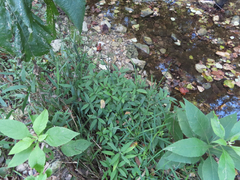 Ruellia dipteracanthus
