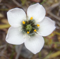 Drosera zeyheri