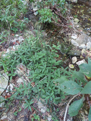 Ruellia dipteracanthus