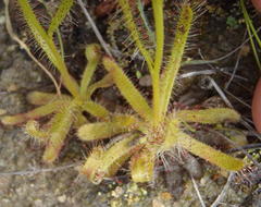 Drosera zeyheri