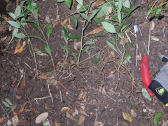 Ruellia dipteracanthus