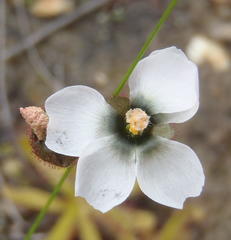 Drosera zeyheri