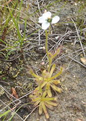 Drosera zeyheri