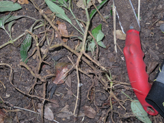 Ruellia dipteracanthus