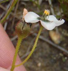 Drosera zeyheri