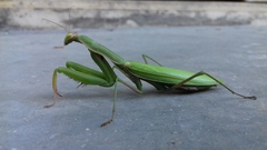 Mantis religiosa
