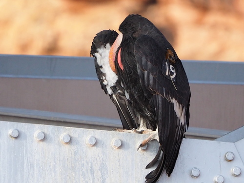 California Condor photographed in Arizona