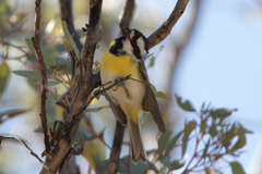 Falcunculus leucogaster