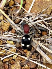 Dolichomutilla sycorax