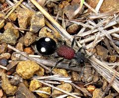 Dolichomutilla sycorax