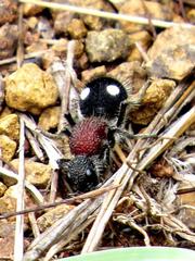 Dolichomutilla sycorax