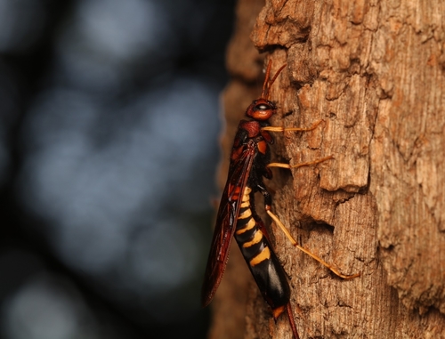 Pigeon tremex