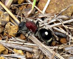 Dolichomutilla sycorax