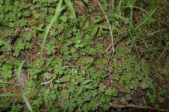 Hydrocotyle elongata