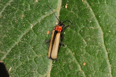 Discodon cinctum