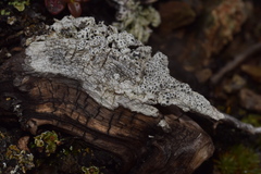 Pertusaria subobducens