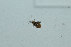 Paranapiacaba connexa