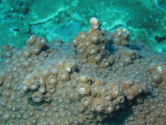 Echinopora hirsutissima