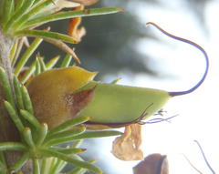 Aspalathus sceptrum-aureum