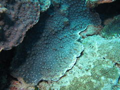 Echinopora hirsutissima