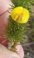 Aspalathus sceptrum-aureum