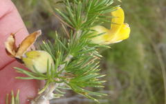 Aspalathus sceptrum-aureum