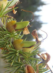 Aspalathus sceptrum-aureum