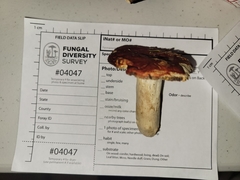 Russula subsulphurea