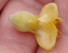 Aspalathus sceptrum-aureum