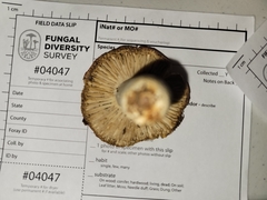 Russula subsulphurea