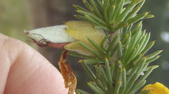 Aspalathus sceptrum-aureum